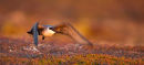 Long-tailed Skua