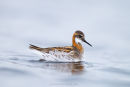 Grey Phalarope