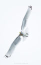 Black-legged Kittiwake