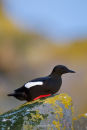 Black Guillemot