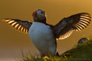 Atlantic puffin