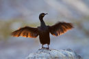 Shag