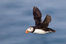 Atlantic puffin