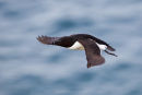 Razorbill