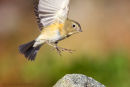 Red-flanked Bluetail