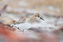 Baird�s Sandpiper