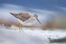 Stilt Sandpiper