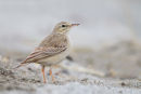Tawny Pipit