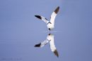 Eurasian Avocet