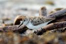 Western Sandpiper