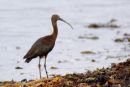 Glossy Ibis