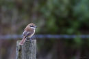 Brown Shrike