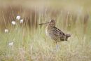 Great Snipe