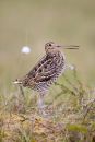 Great Snipe