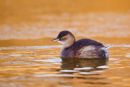 Little Grebe