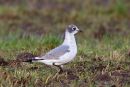 Franklin�s Gull