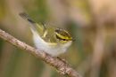 Pallas�s Leaf Warbler
