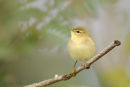 Chiffchaff