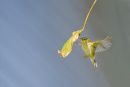 Yellow-browed Warbler