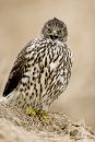 Northern Goshawk