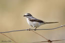 Masked Shrike