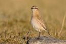 Isabelline Wheatear