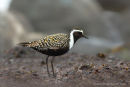 American Golden Plover