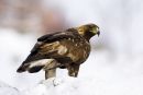 Golden Eagle