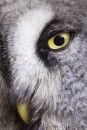 Great Grey Owl