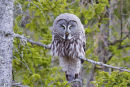 Great Grey Owl