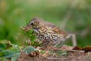 Song Thrush