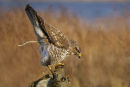 Common Buzzard