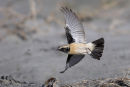 Desert Wheatear