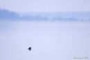 Pied-billed Grebe