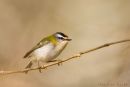 Firecrest