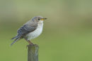 Rosy Starling