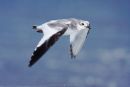 Sabine�s Gull