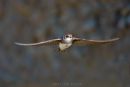 Sand Martin