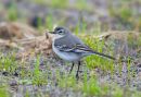 Citrine Wagtail