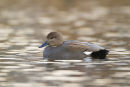 Gadwall