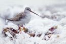 Spotted Redshank