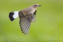 Northern Wheatear