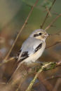 Steppe Grey Shrike