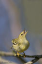 Blackpoll Warbler