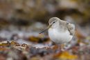 Terek Sandpiper