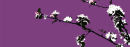 Purple Blossom - Code PLB1