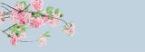 Blossom