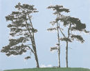 3 Sisters (3 Colours)
