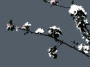 Grey Blossom (Code- GB2)