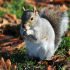 The Hungry Squirrel